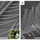 Regular black on the left, super black on the right. (Image: McCoy et al, Nat. Comm (2018))